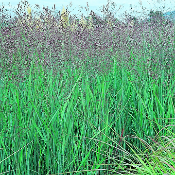 Panicum virgatum 'Heavy Metal' 2L Jungfruhirs