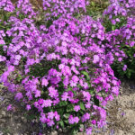 Phlox paniculata JS QUEEN PAOLA 'Koningin Paola' Höstflox