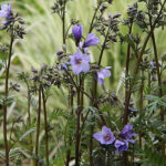 Polemonium caeruleum ssp. yezoense BRESSINGHAM PURPLE 'Polbress' Japanskt blågull