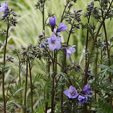 Polemonium caeruleum ssp. yezoense BRESSINGHAM PURPLE 'Polbress' Japanskt blågull