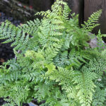 Polystichum setiferum 'Herrenhaus' Spetsbräken