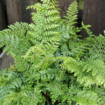 Polystichum setiferum 'Herrenhaus' Spetsbräken