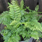 Polystichum setiferum 'Herrenhaus' Spetsbräken