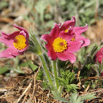 Pulsatilla vulgaris 'Röde Klokke' Backsippa