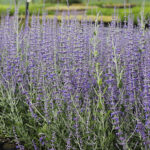 Salvia Perovskia-Gr. 'Little Spire' Afghanperovskia