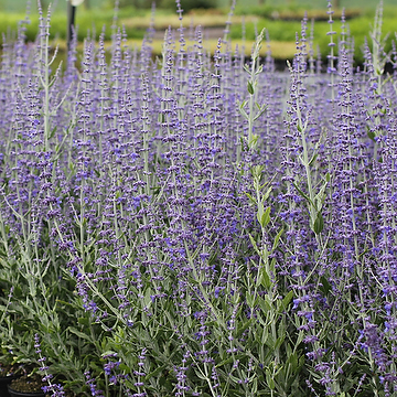 Salvia Perovskia-Gr. 'Little Spire' Afghanperovskia