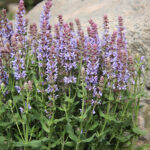 Salvia nemorosa 'Salute Ice Blue' 2L Stäppsalvia