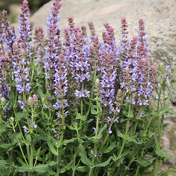 Salvia nemorosa 'Salute Ice Blue' 2L Stäppsalvia