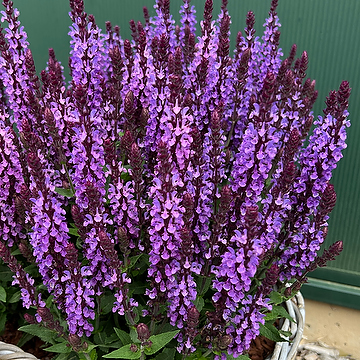 Salvia nemorosa Salute-Serien 'Salute Lavender' NY Stäppsalvia