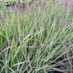 Schizachyrium scoparium 'Blue Heaven' NY Präriegräs