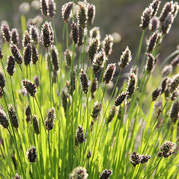 Sesleria heufleriana Vårälväxing