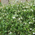 Sibbaldiopsis tridentata 'Nuuk' Tretandsfingerört