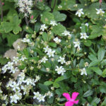 Sibbaldiopsis tridentata 'Nuuk' Tretandsfingerört