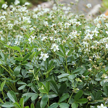 Sibbaldiopsis tridentata 'Nuuk' Tretandsfingerört
