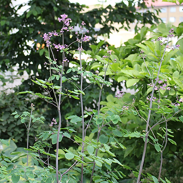 Thalictrum rochebrunianum Skuggviolruta