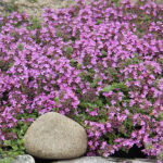 Thymus serpyllum 'Pink Chintz' Backtimjan