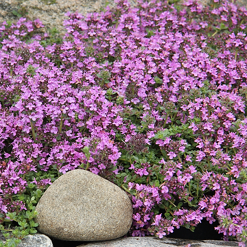 Thymus serpyllum 'Pink Chintz' Backtimjan