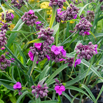 Tradescantia Andersoniana-Gr. 'JS Brainstorm' Tremastarblomma