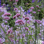 Verbena bonariensis 2L Jätteverbena