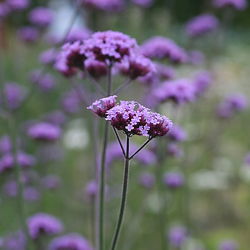 Verbena bonariensis Jätteverbena
